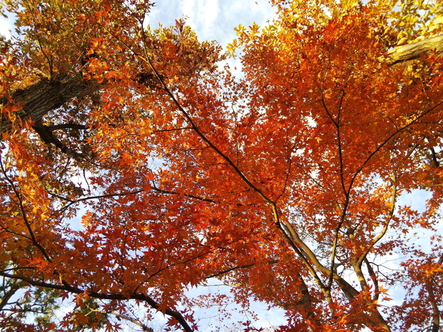DSC_1964.jpg