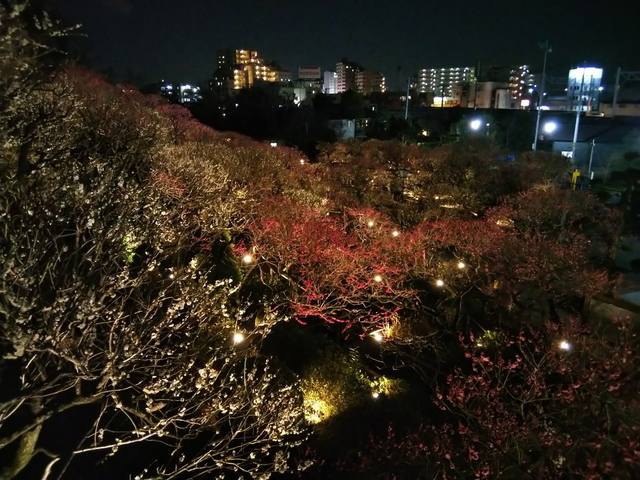 DSC_0216.jpg