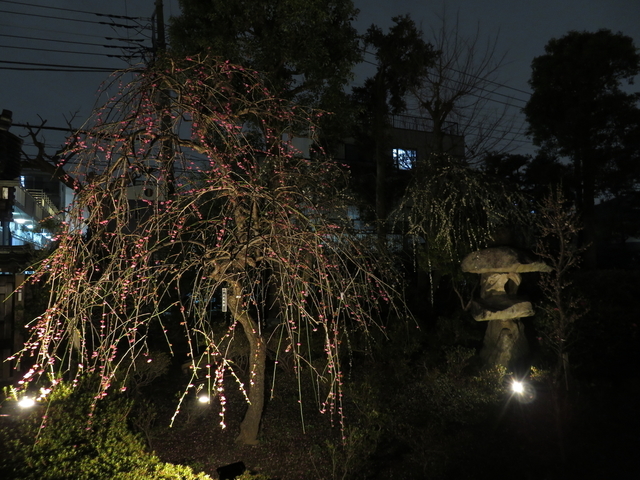 IMG_8896.jpg