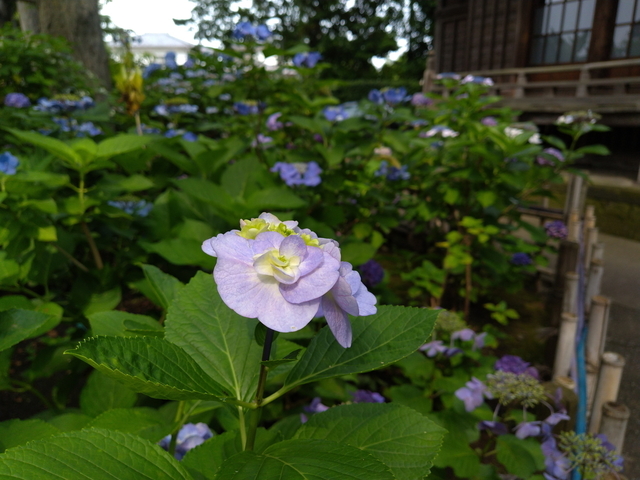 DSC_2771.jpg