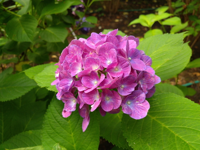 DSC_2798.jpg