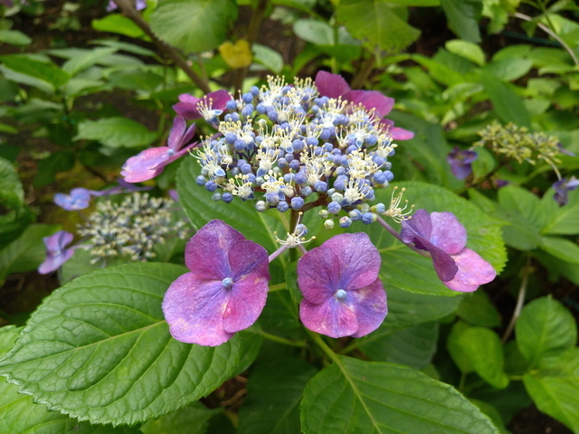 DSC_2801.jpg