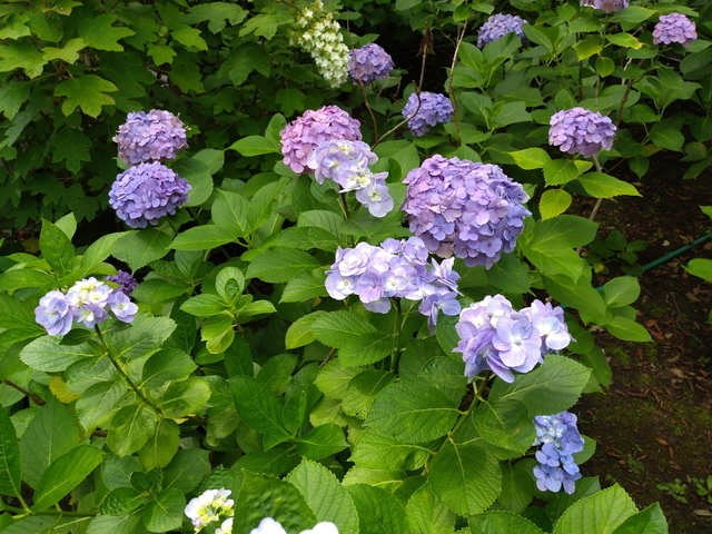 DSC_2826.jpg