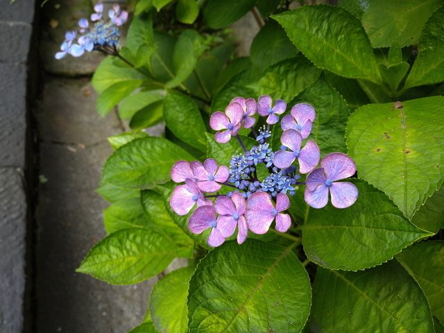 DSC_2748.jpg