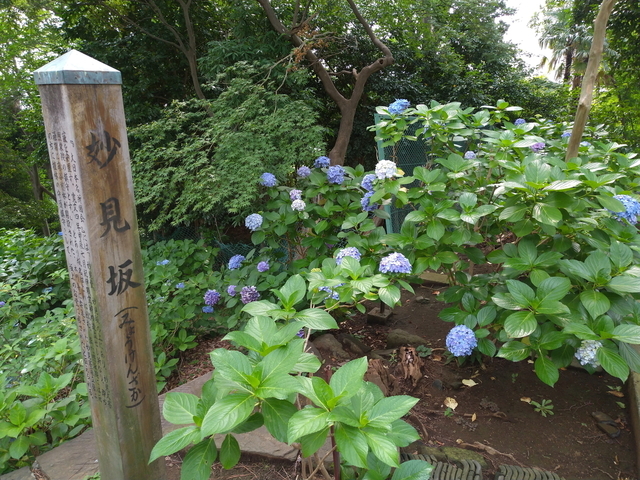 DSC_2784.jpg