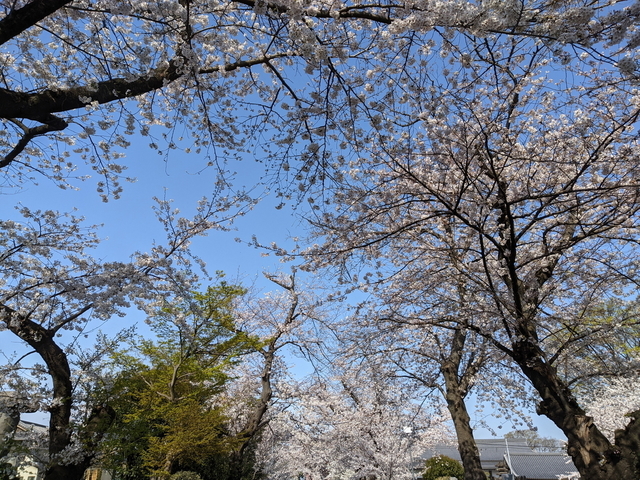 PXL_20210326_234446270.jpg