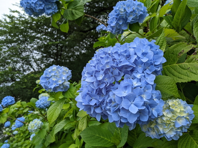 PXL_20210522_053443430.jpg
