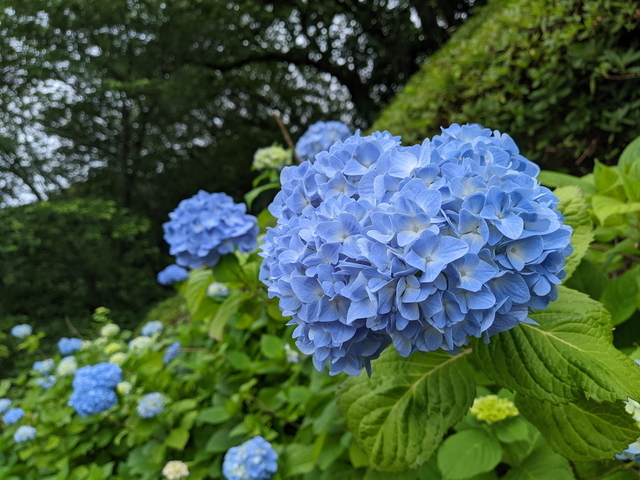 PXL_20210522_053424367.jpg