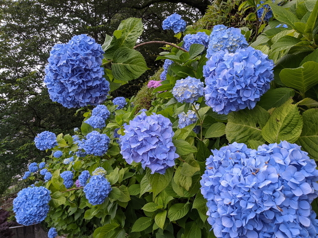 PXL_20210529_053923471.jpg