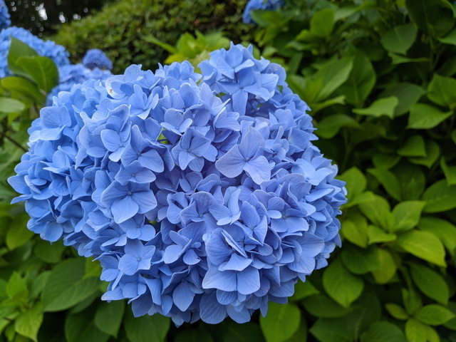 PXL_20210529_053851558.jpg