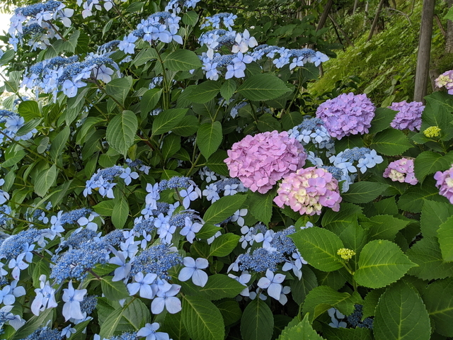 PXL_20210529_053713739.jpg