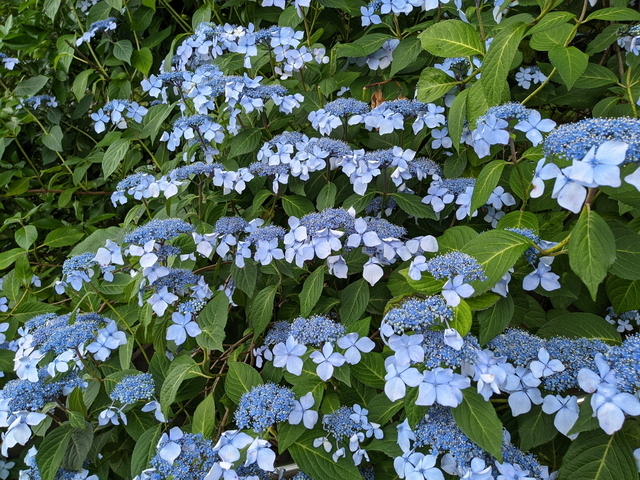 PXL_20210529_053659047.jpg
