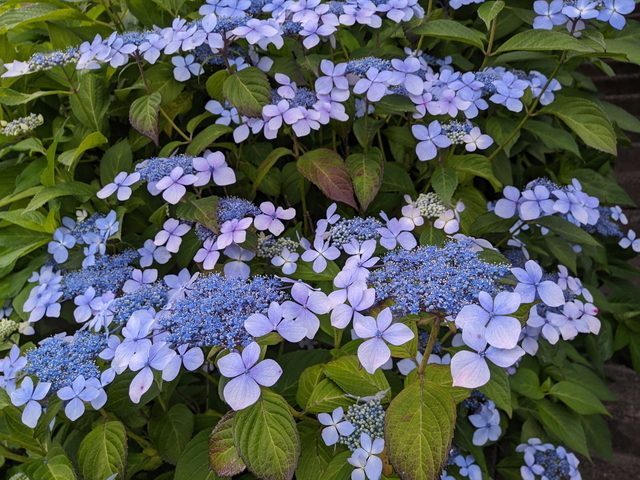 PXL_20210529_053543661.jpg