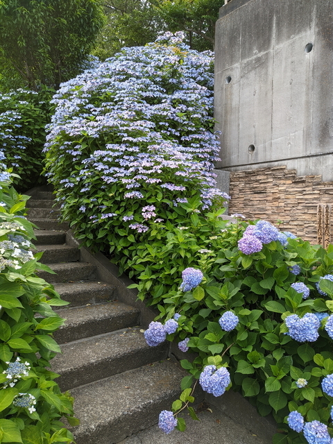 PXL_20210529_053341587.jpg