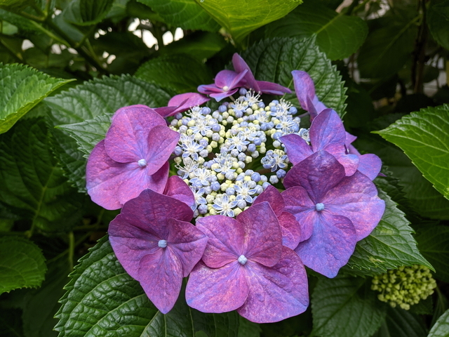PXL_20210529_053315425.jpg