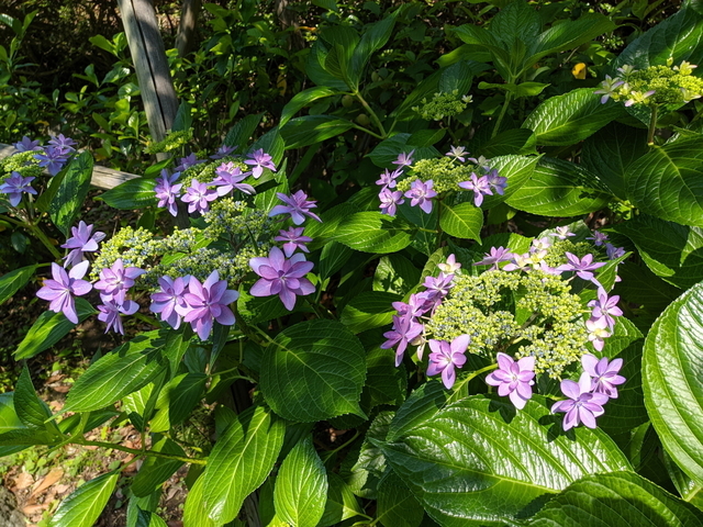 PXL_20210530_051220633.jpg
