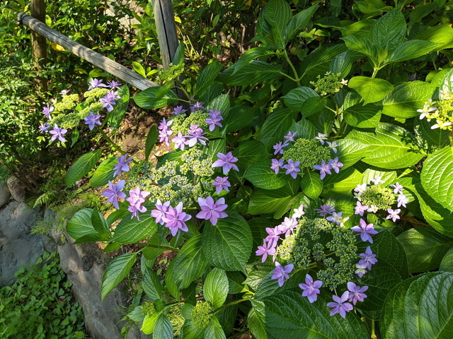 PXL_20210530_053557014.jpg