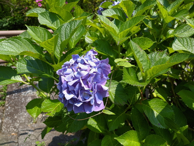 PXL_20210530_053649453.jpg