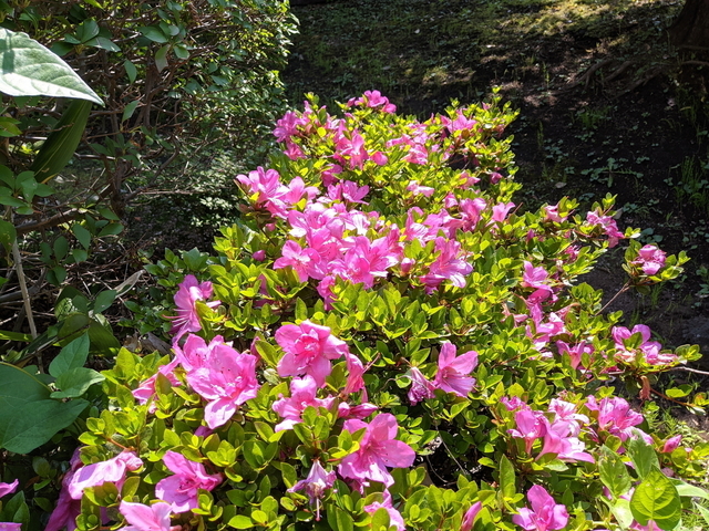 PXL_20210530_052725176.jpg