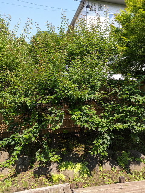 PXL_20210530_052755361.jpg