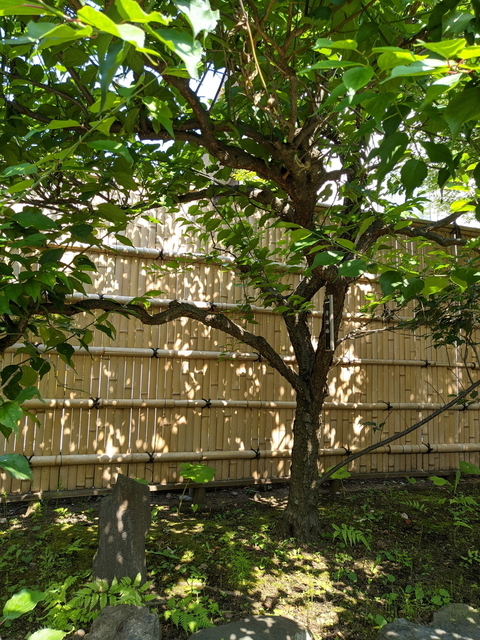 PXL_20210530_052805259.jpg