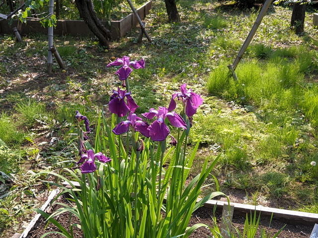 PXL_20210530_060901616.jpg