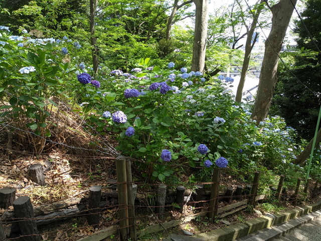 PXL_20210612_053202954.jpg