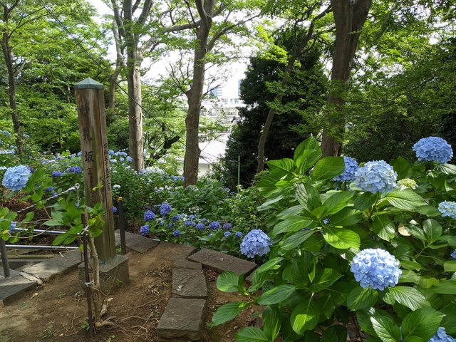 PXL_20210612_053829646.jpg