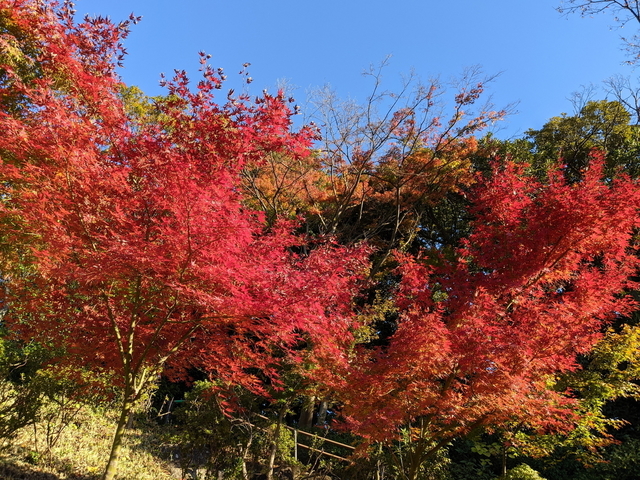 PXL_20211128_060516215.jpg