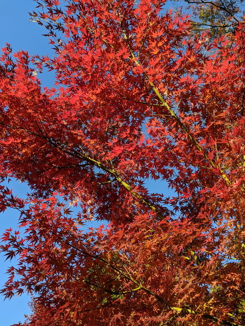 PXL_20211128_060747224.jpg
