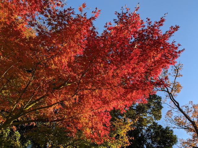 PXL_20211128_061544861.jpg