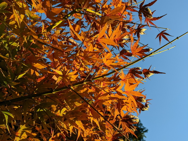 PXL_20211128_063539072.jpg