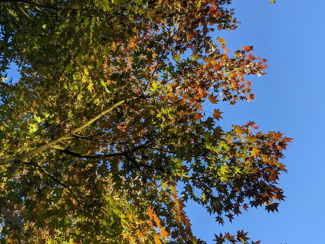 PXL_20211128_063128707.jpg
