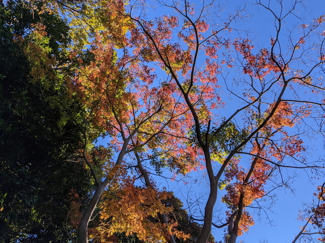 PXL_20211128_061134071.jpg