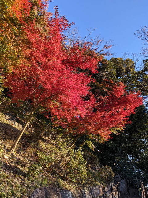 PXL_20211128_061604992.jpg