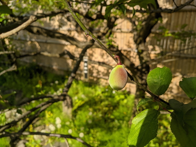 PXL_20220416_065257358.jpg