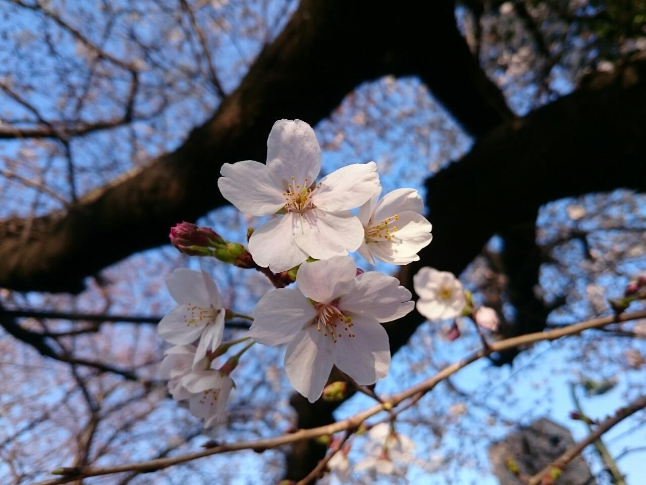 画像を等倍で表示します 画像