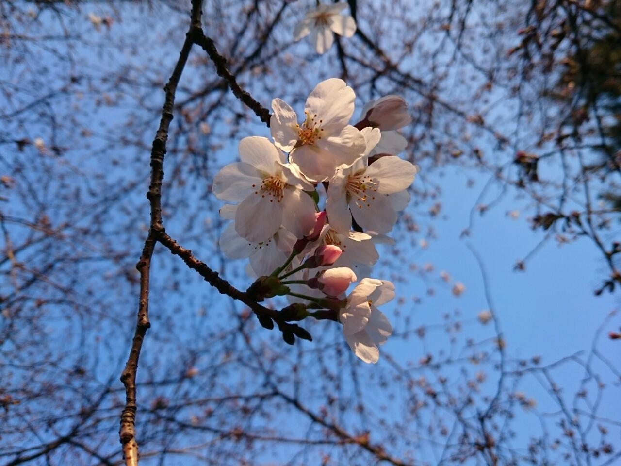 画像を等倍で表示します 画像