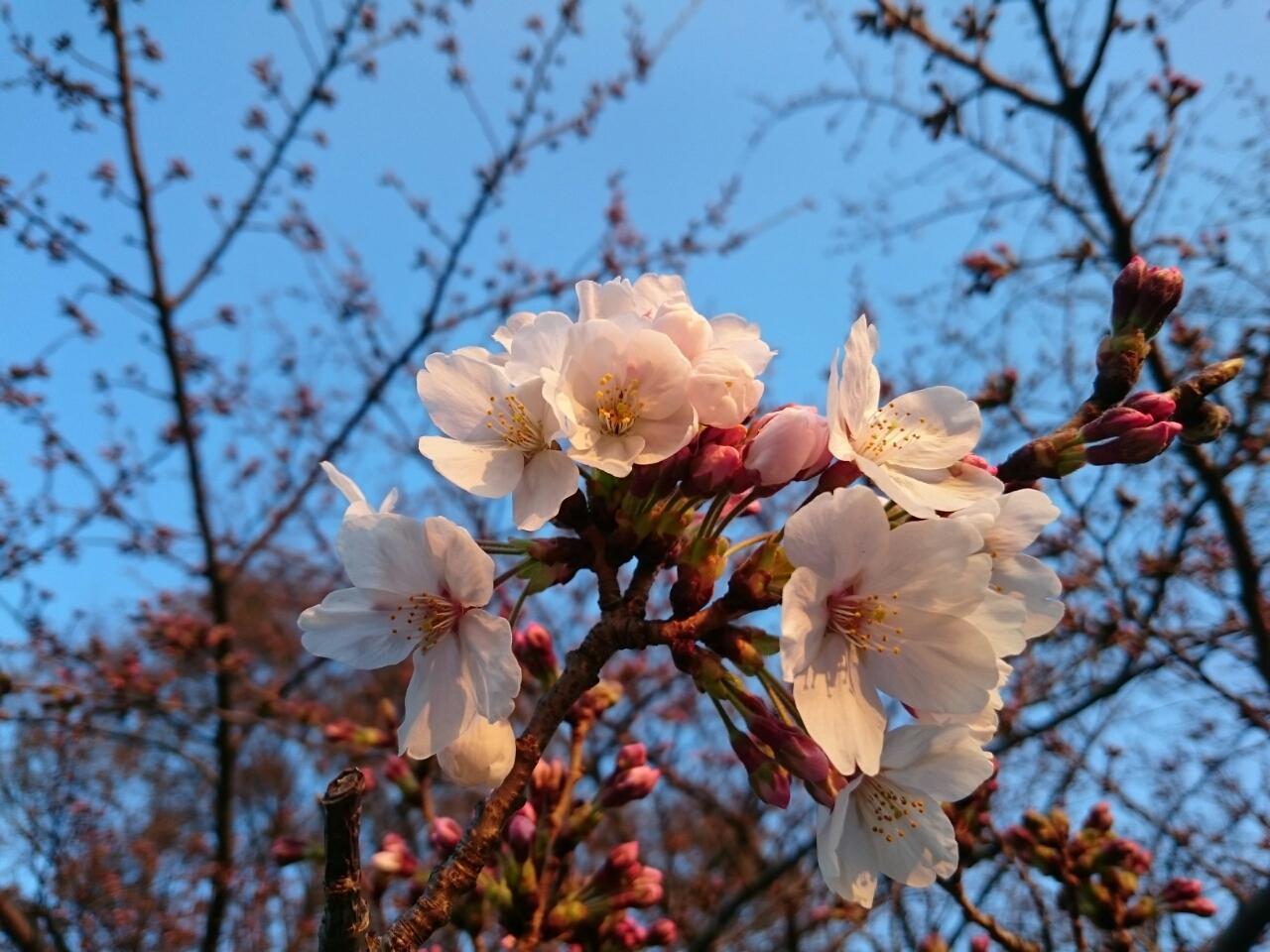 画像を等倍で表示します 画像