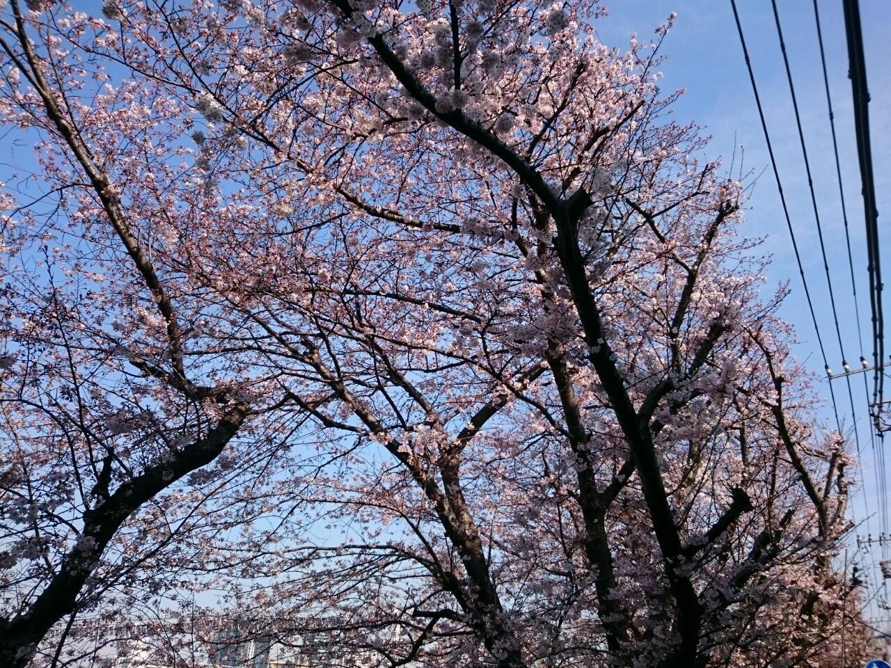 画像を等倍で表示します 画像