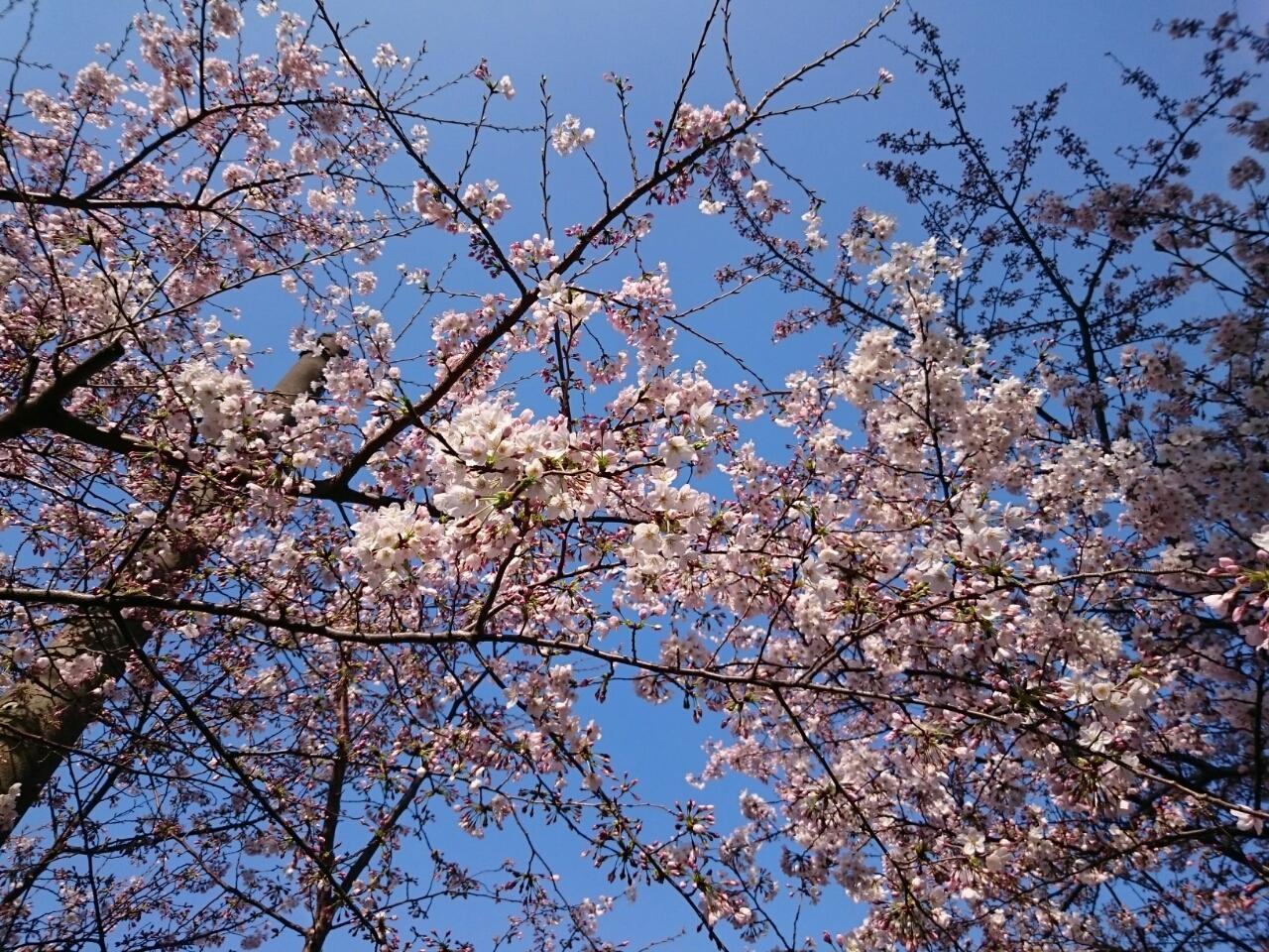 画像を等倍で表示します 画像