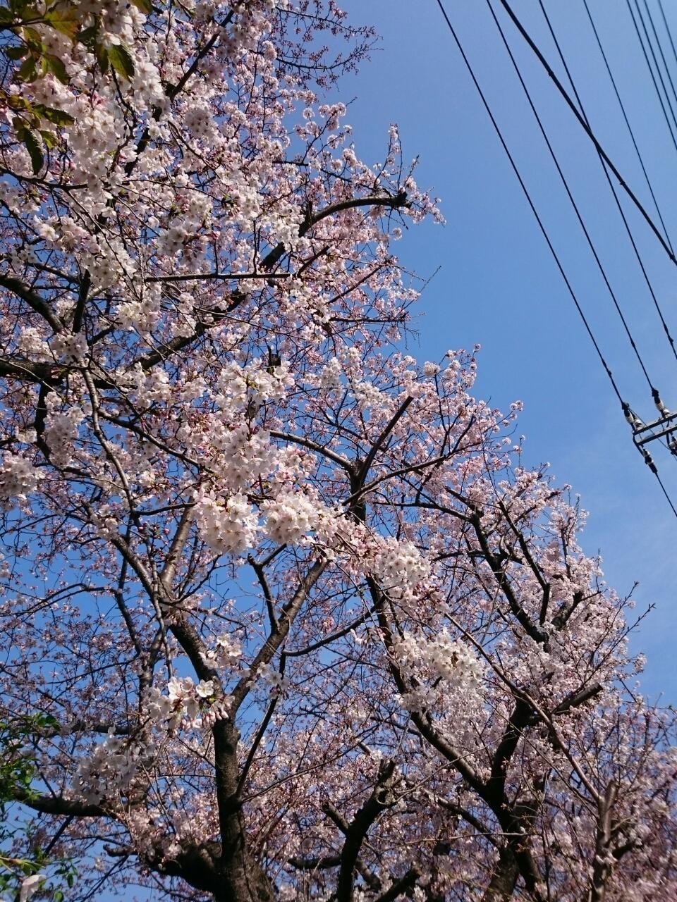 画像を等倍で表示します 画像