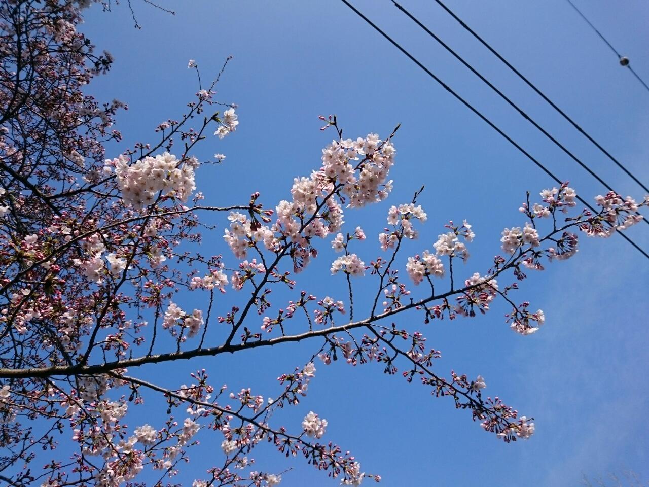 画像を等倍で表示します 画像