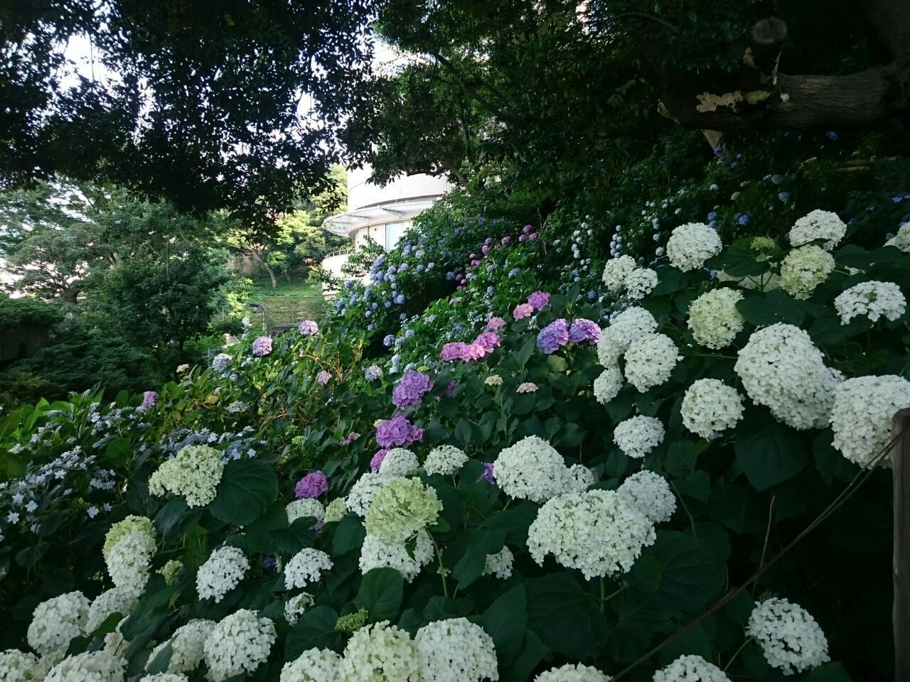 画像を等倍で表示します 画像
