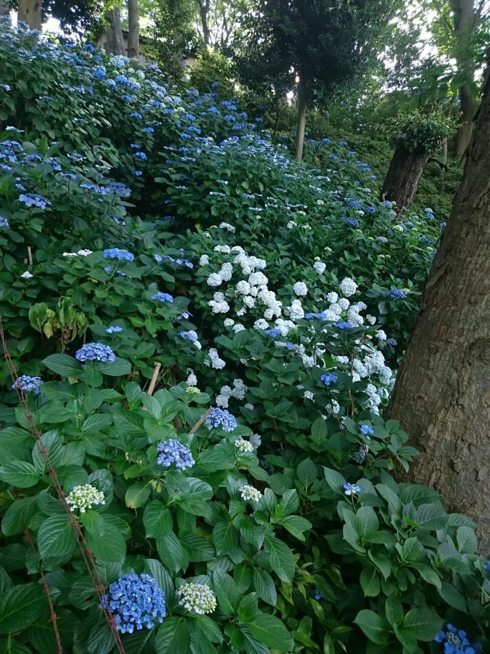 画像を等倍で表示します 画像