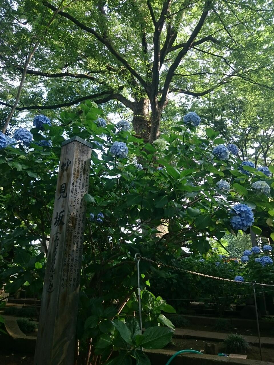 画像を等倍で表示します 画像