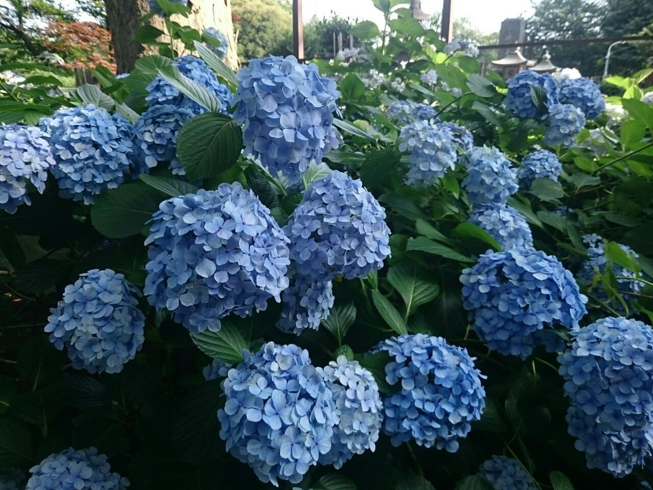 画像を等倍で表示します 画像