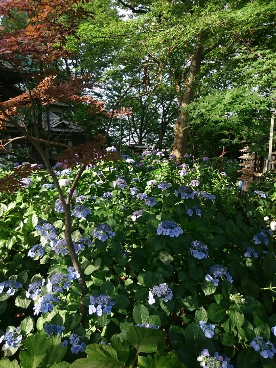 画像を等倍で表示します 画像