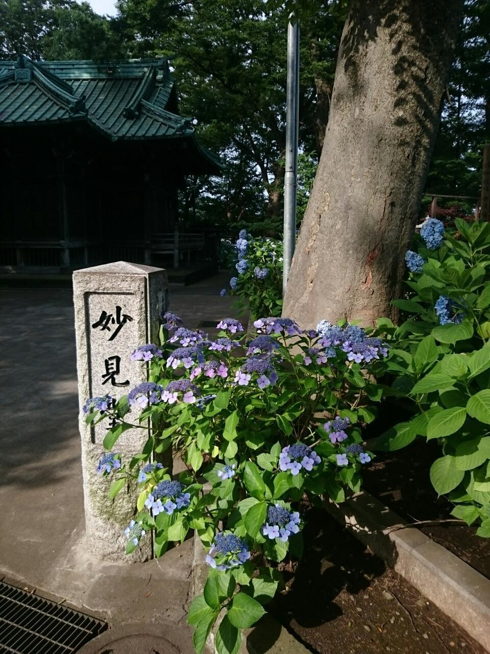 画像を等倍で表示します 画像
