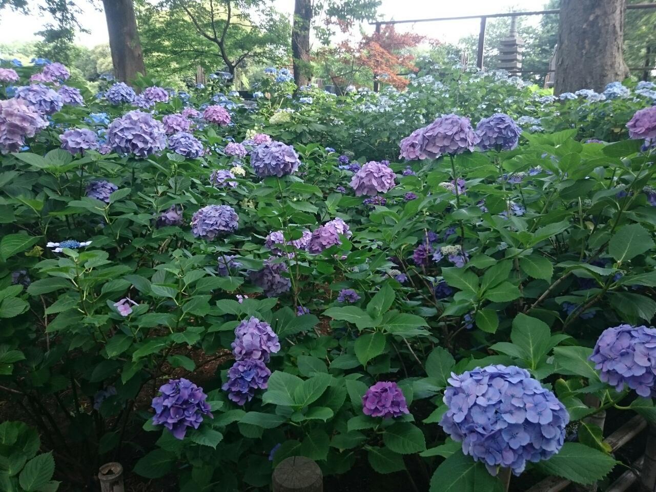 画像を等倍で表示します 画像